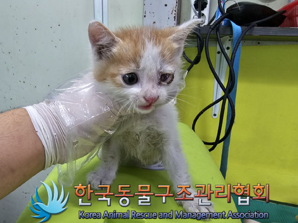 한국동물구조관리협회_411312202300368