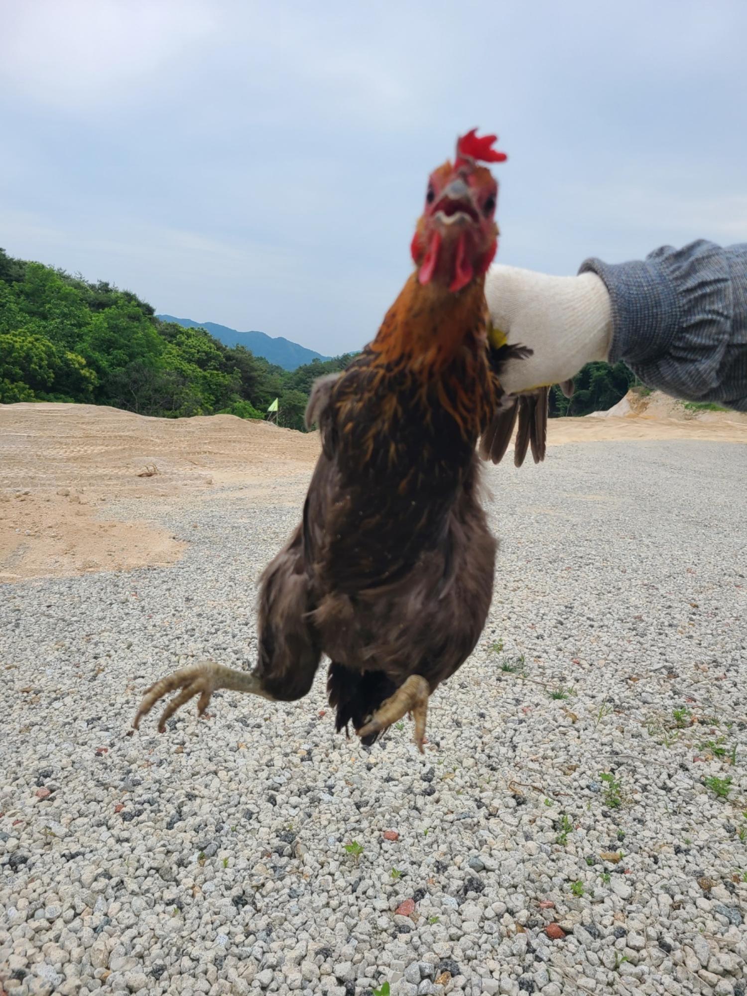 거창유기동물보호센터_448547202300679