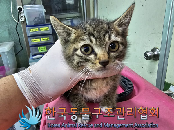 한국동물구조관리협회_411301202300315