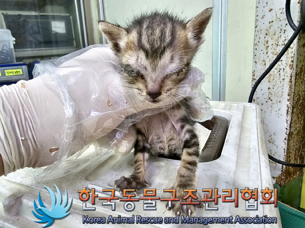 한국동물구조관리협회_411316202300409
