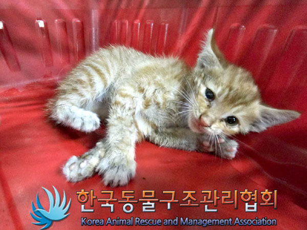 한국동물구조관리협회_411309202300210