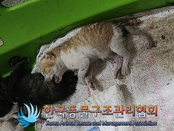 한국동물구조관리협회_411315202300374