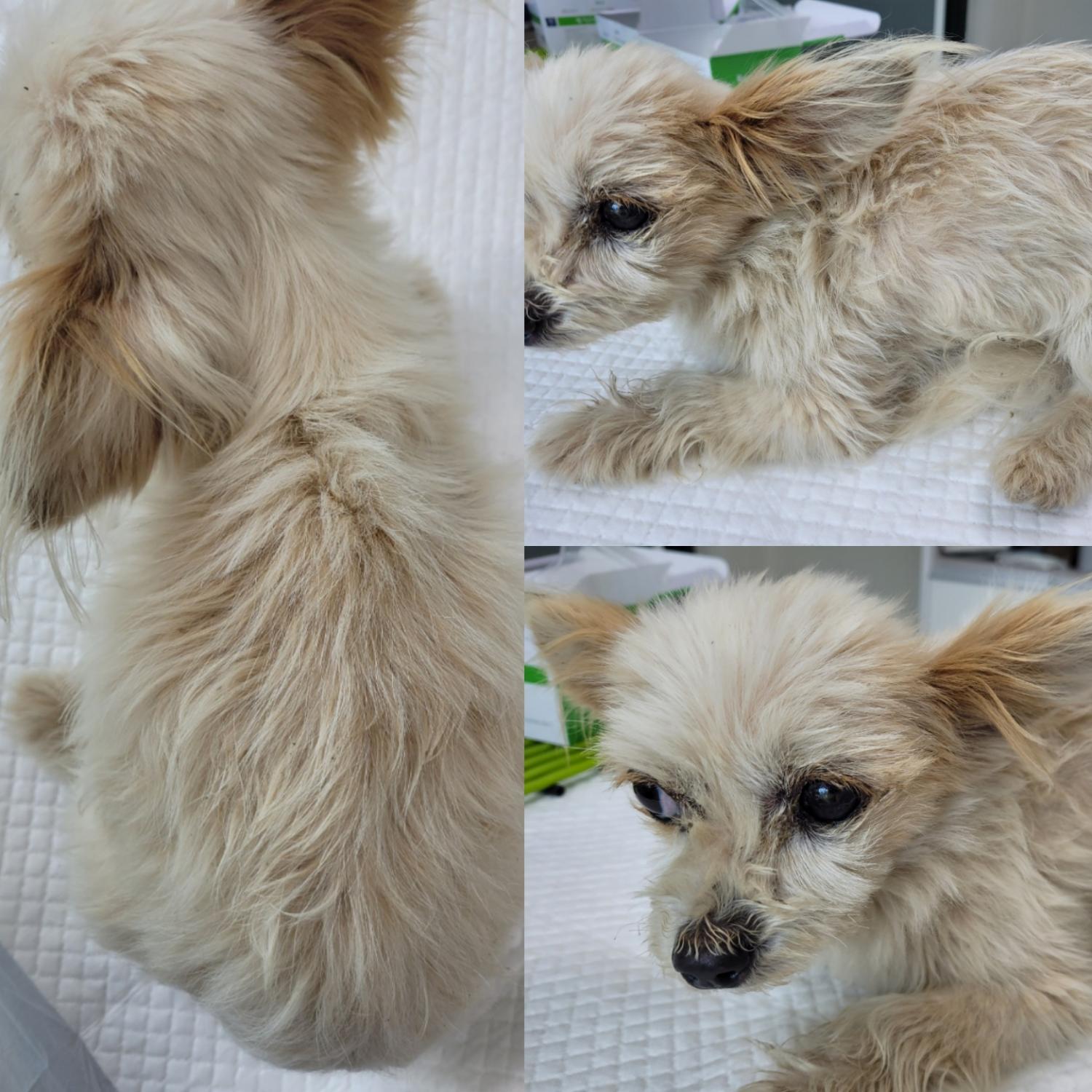 논산시 동물보호센터_444454202300498