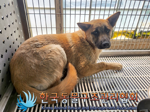 한국동물구조관리협회_441409202300910