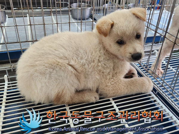 한국동물구조관리협회_441409202300908