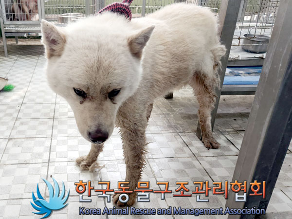 한국동물구조관리협회_411311202300475