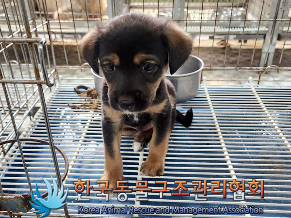 한국동물구조관리협회_441560202300720