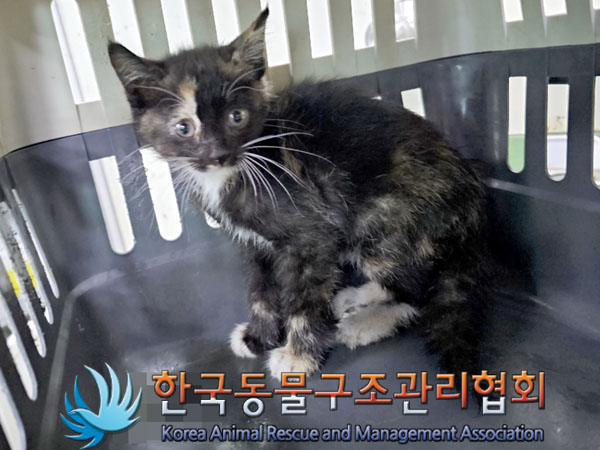 한국동물구조관리협회_411311202300476