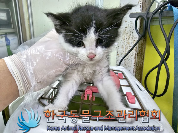 한국동물구조관리협회_441409202300911