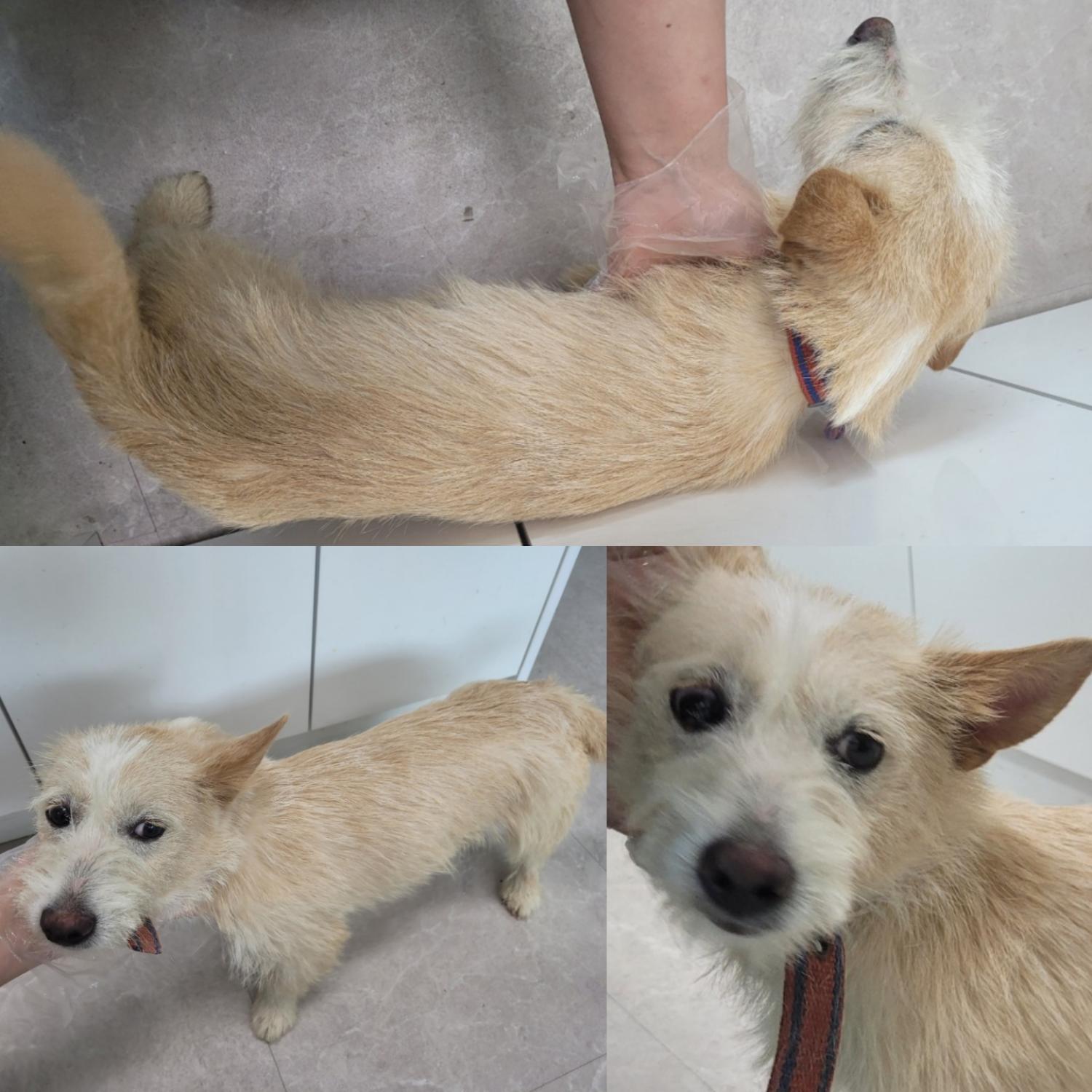 논산시 동물보호센터_444454202300495