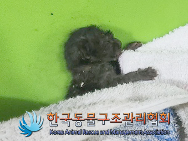 한국동물구조관리협회_411315202300373