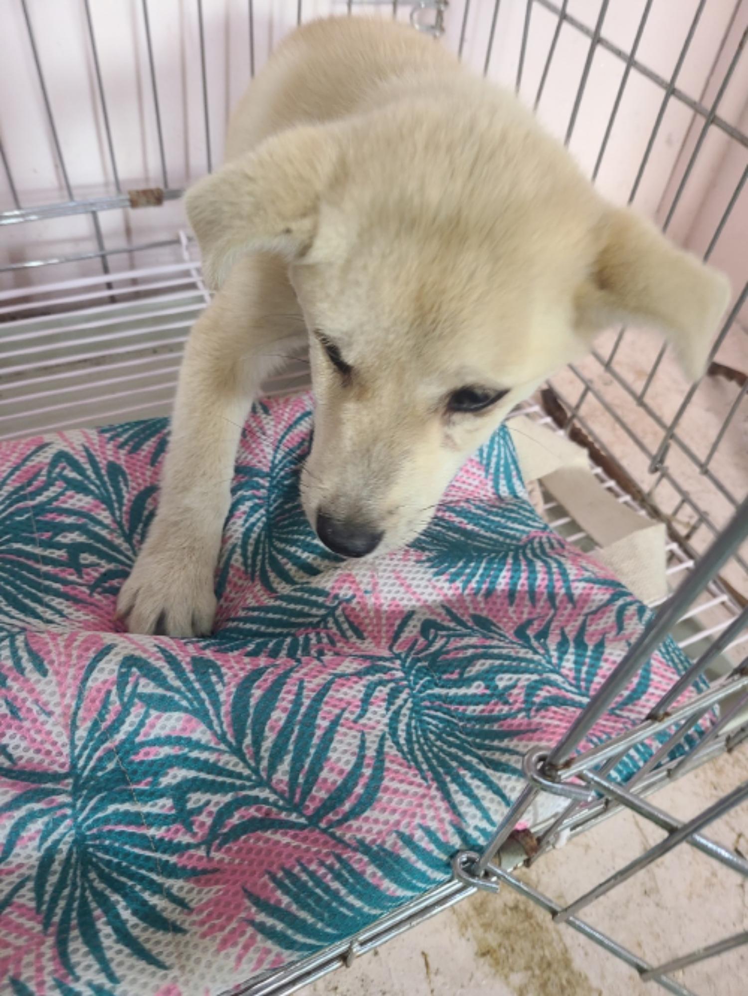 유기동물및관리협회_448535202300724