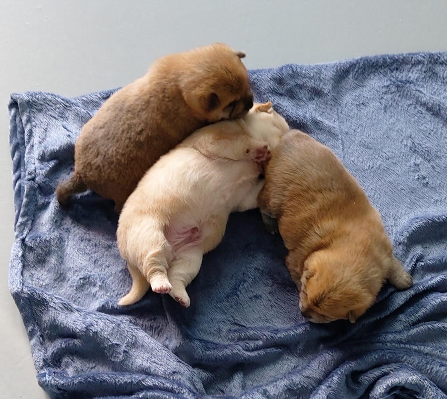 월드동물병원_444455202300200