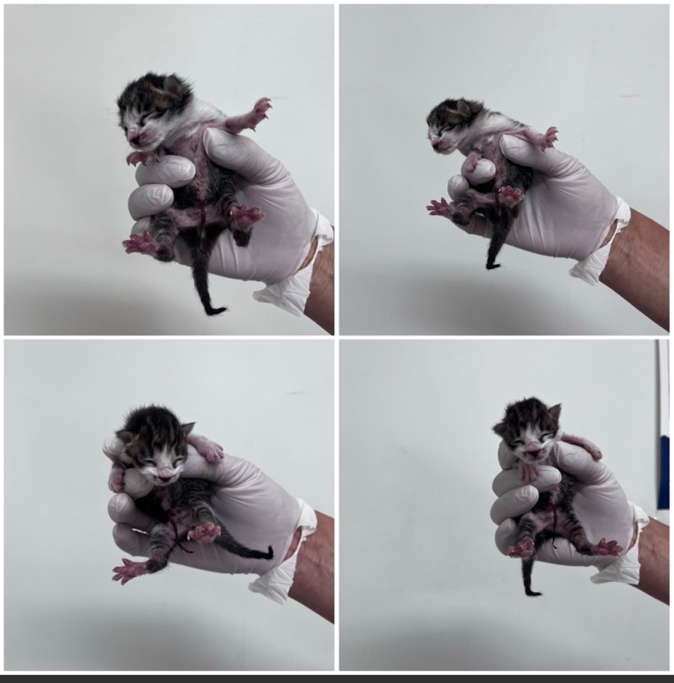 천안시유기동물보호소_444449202301252