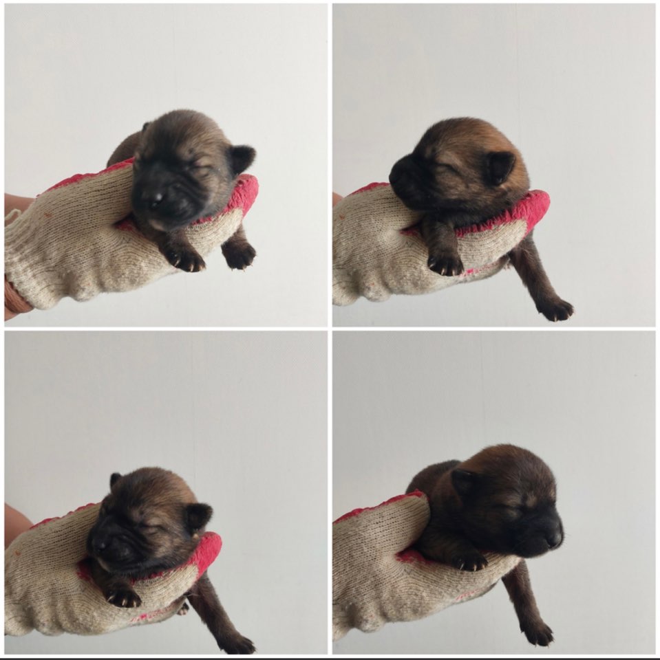 천안시유기동물보호소_444449202301261