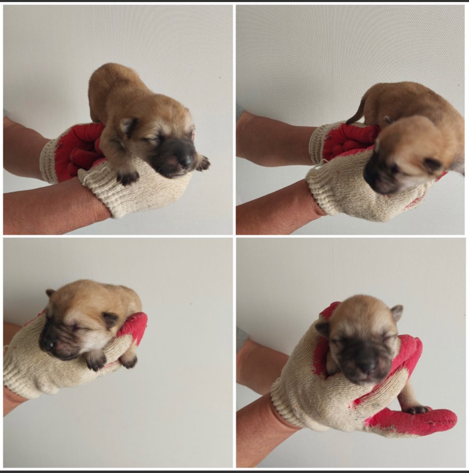 천안시유기동물보호소_444449202301257