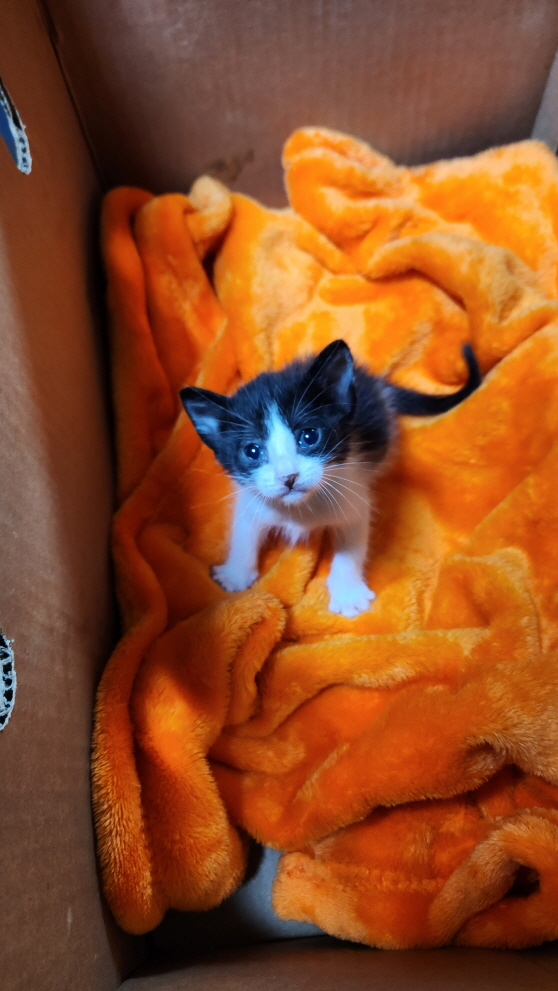 익산유기동물보호소_445468202301223