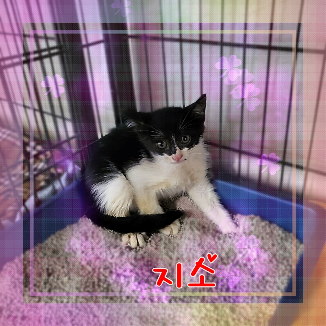 군산유기동물보호센터_445467202300961
