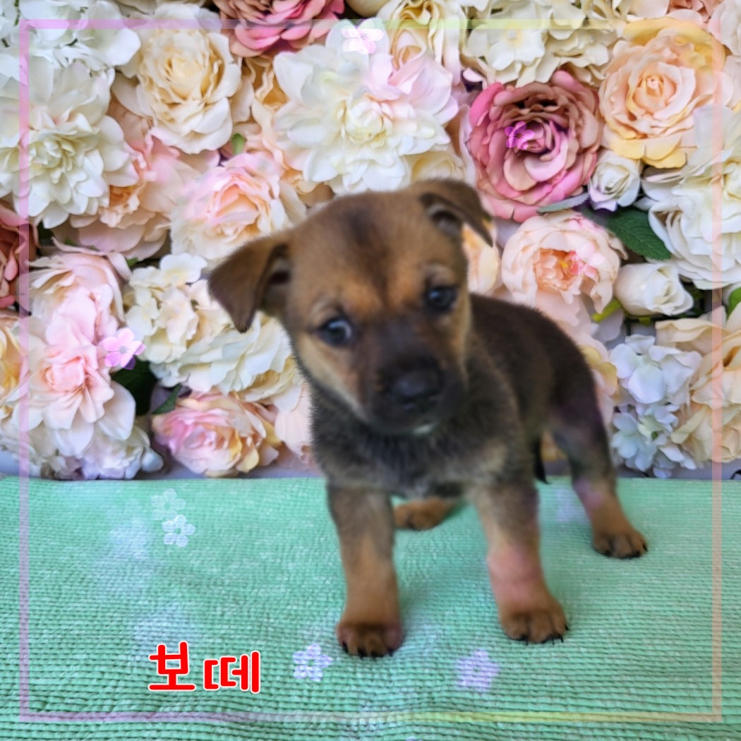 군산유기동물보호센터_445467202300966
