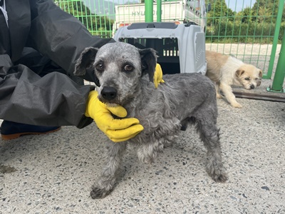 장흥군 동물보호센터_446491202300091