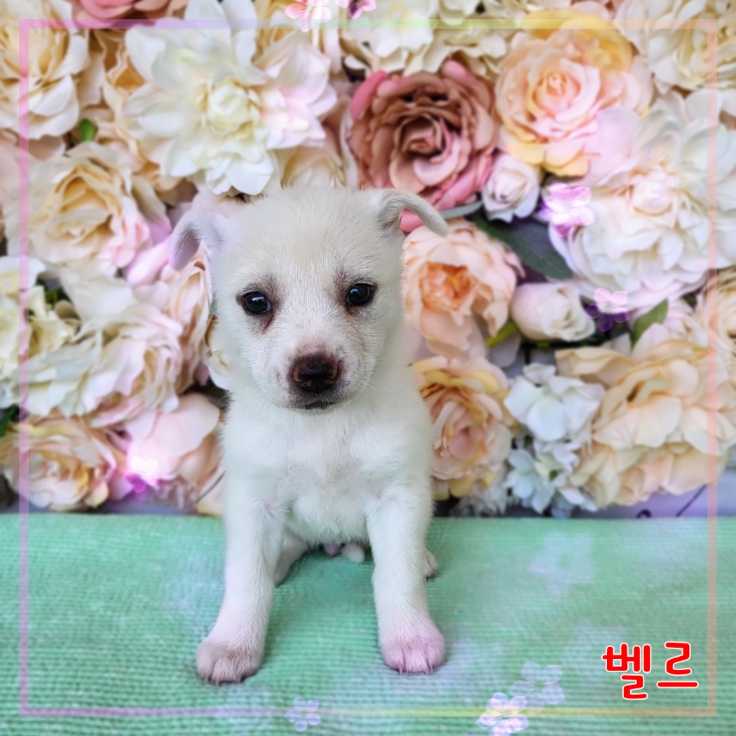 군산유기동물보호센터_445467202300965