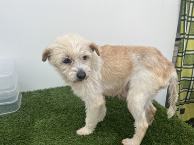 장흥군 동물보호센터_446491202300090