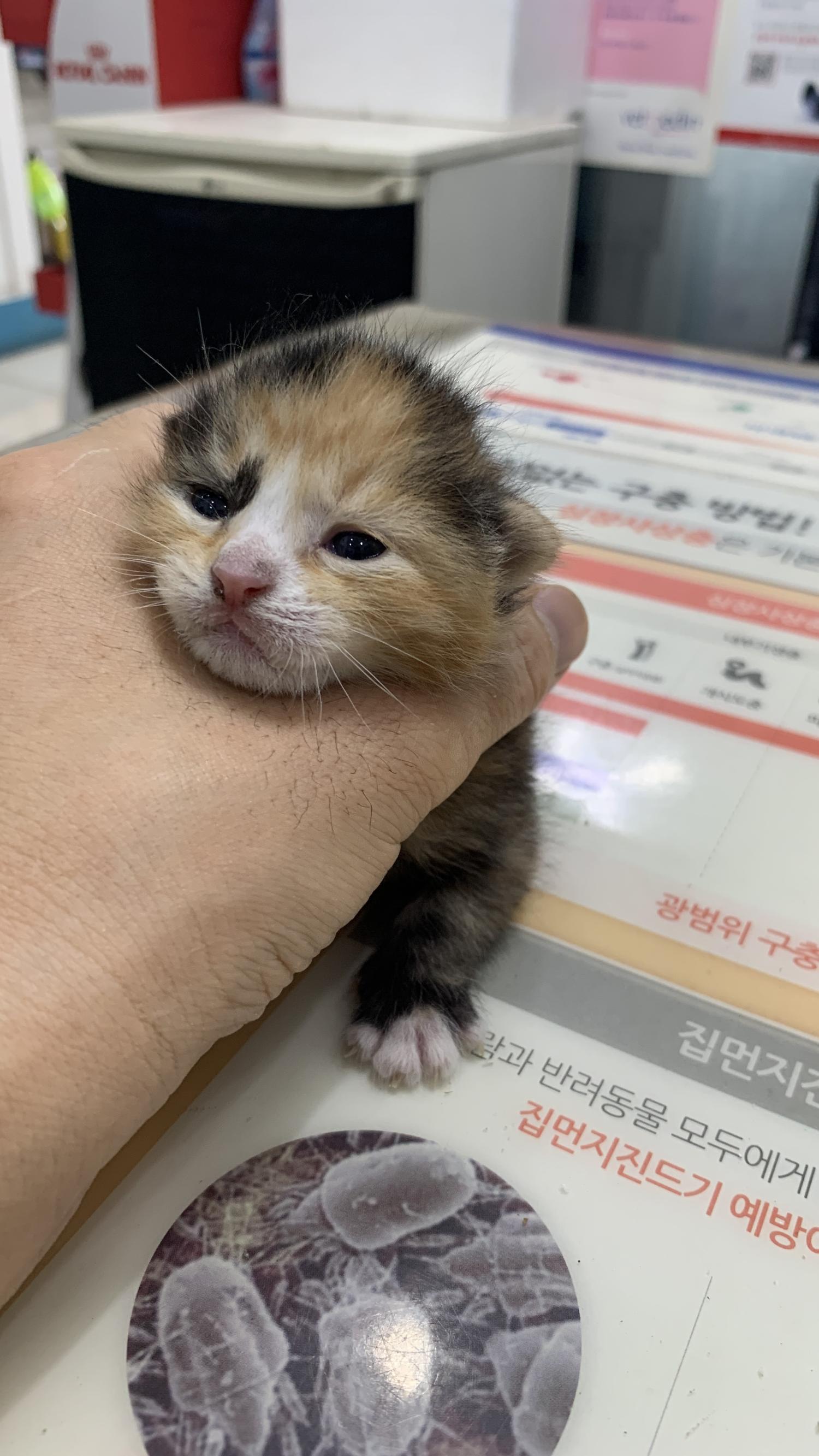 늘푸른동물병원_428354202300650