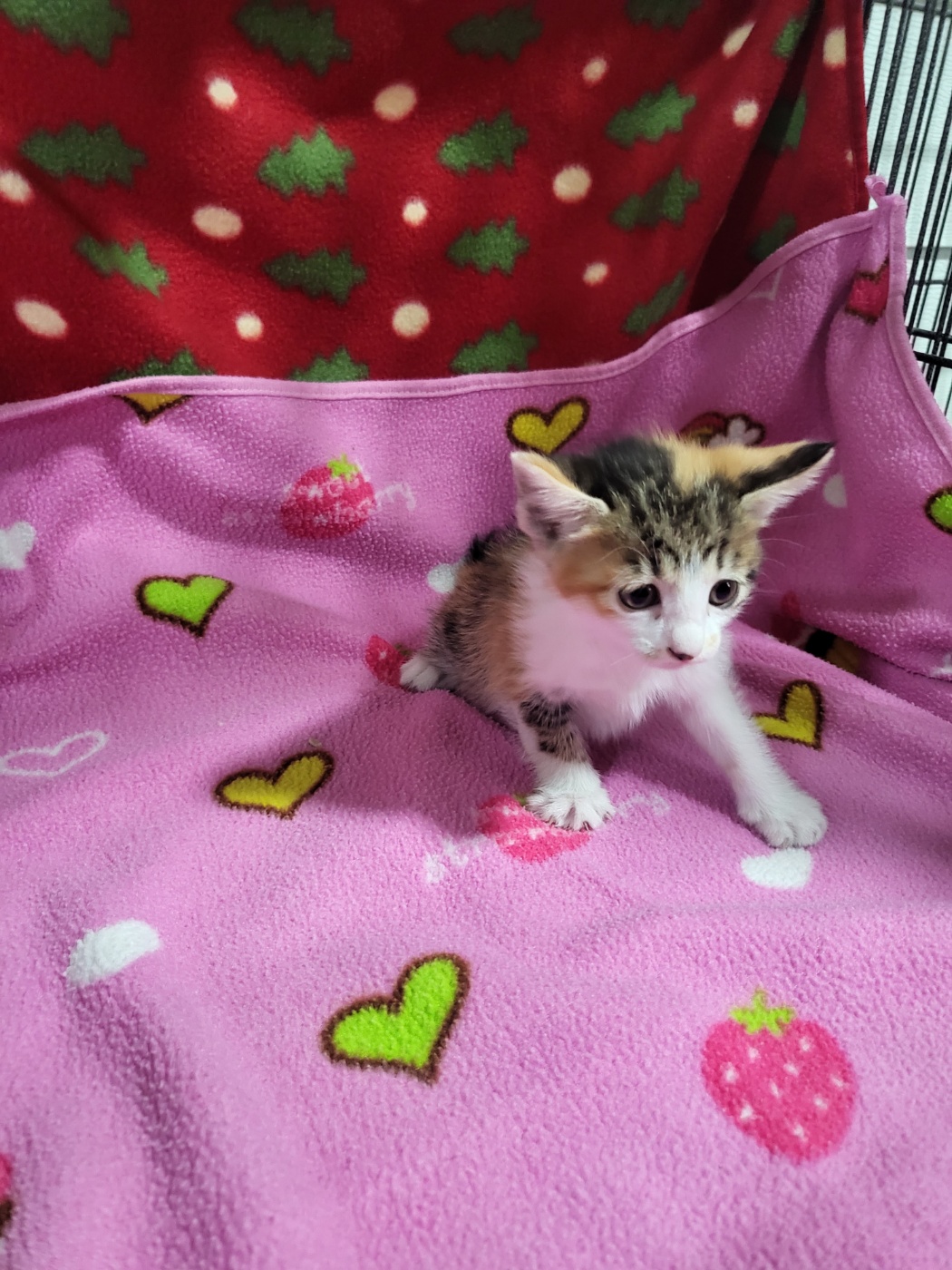 군산유기동물보호센터_445467202300968