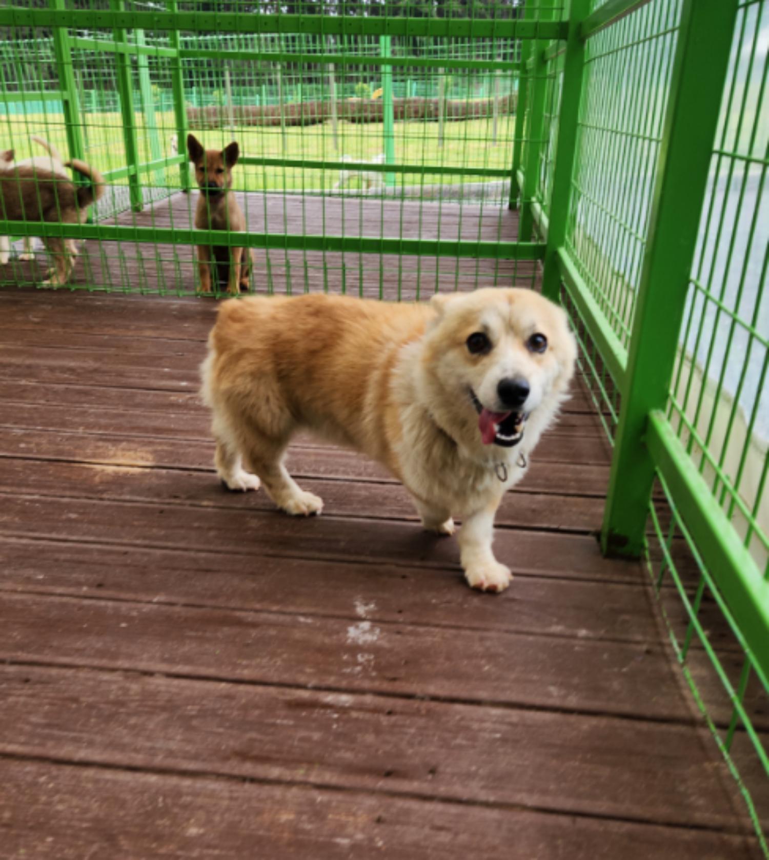 군산유기동물보호센터_445467202300967
