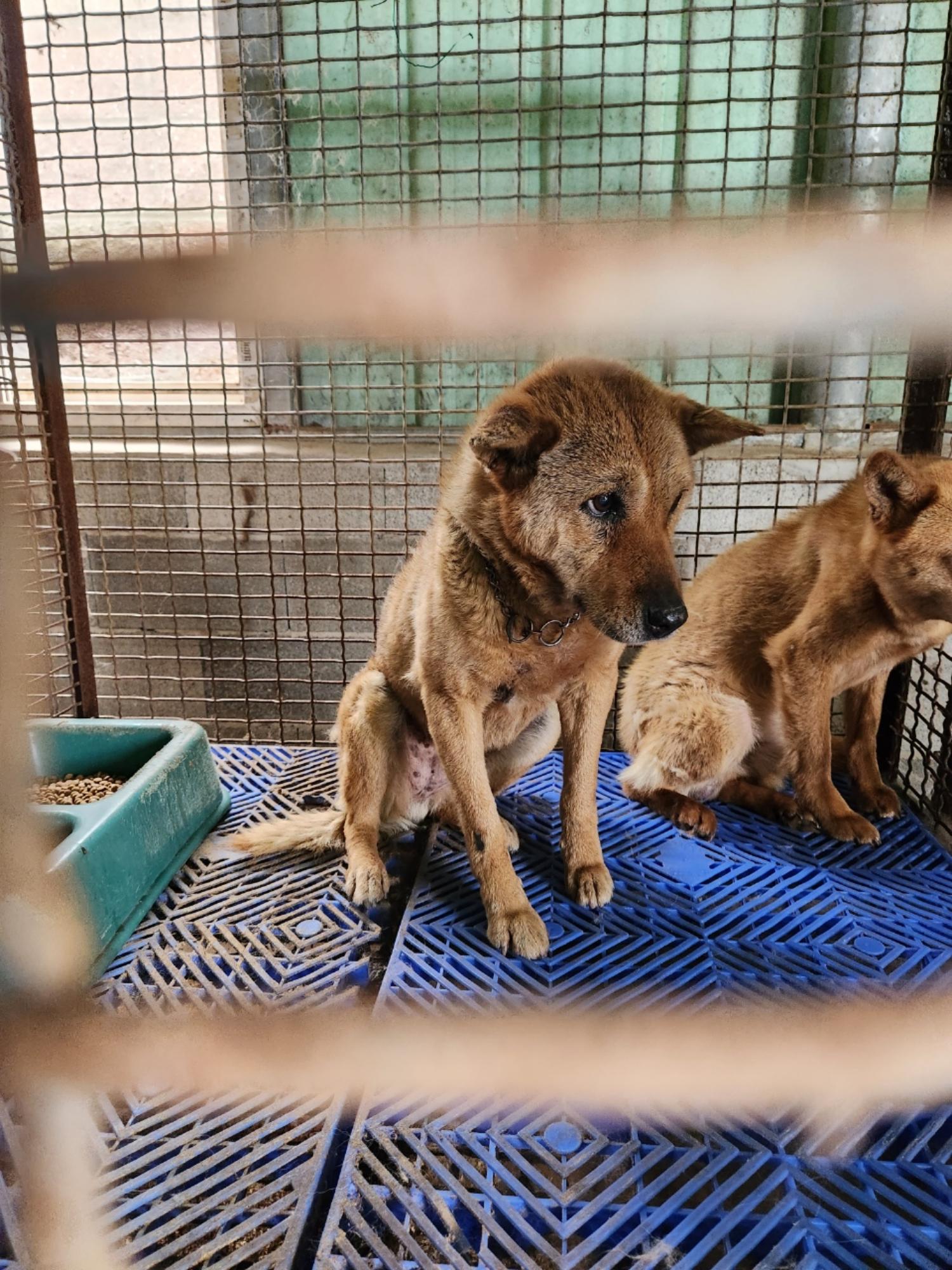 남해군유기동물보호소_448543202300154