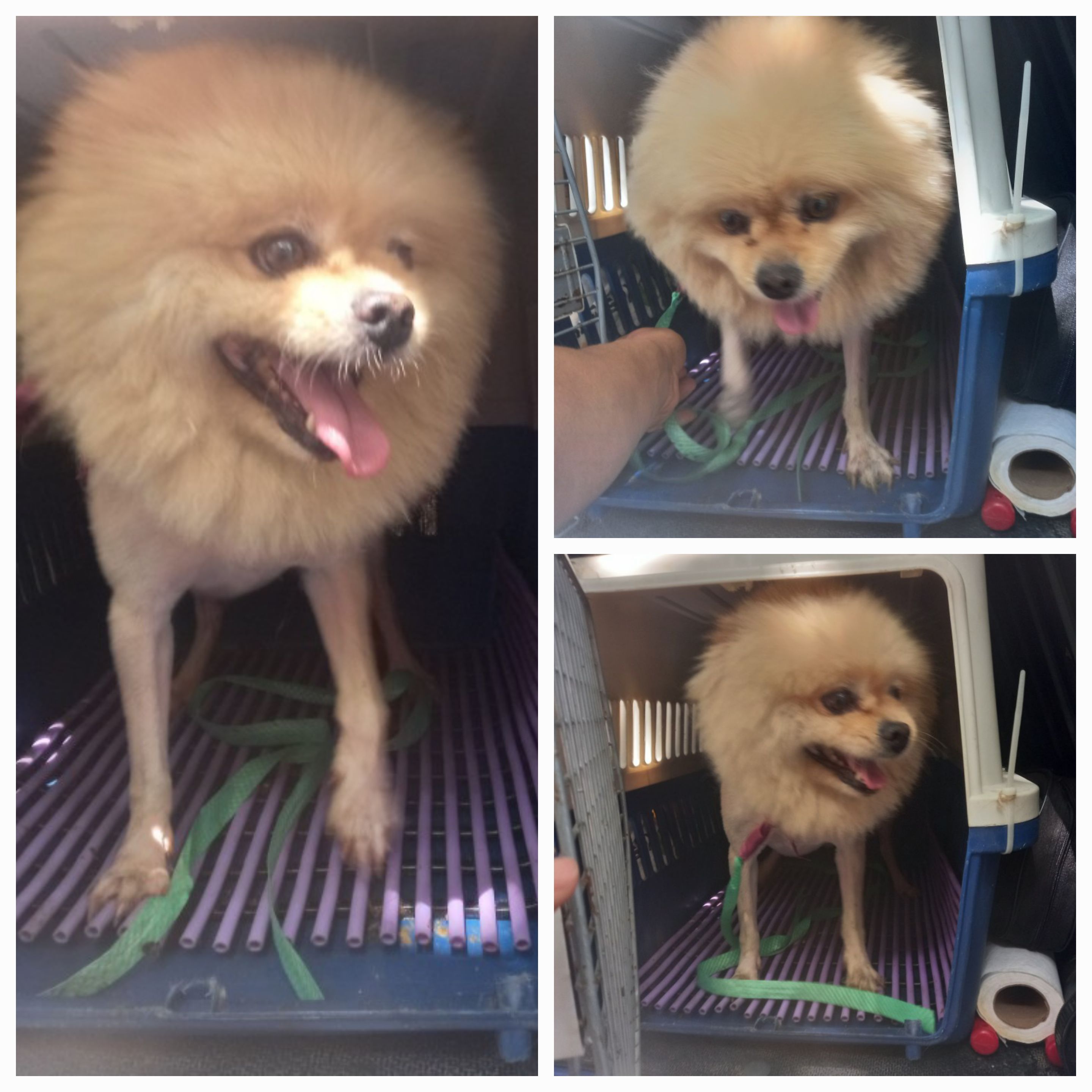 유기동물보호소_446481202300298