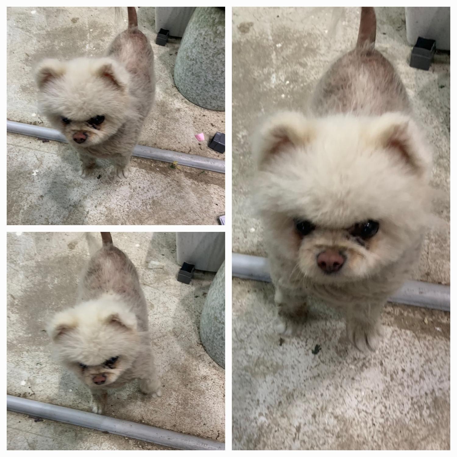 유기동물보호소_446481202300295