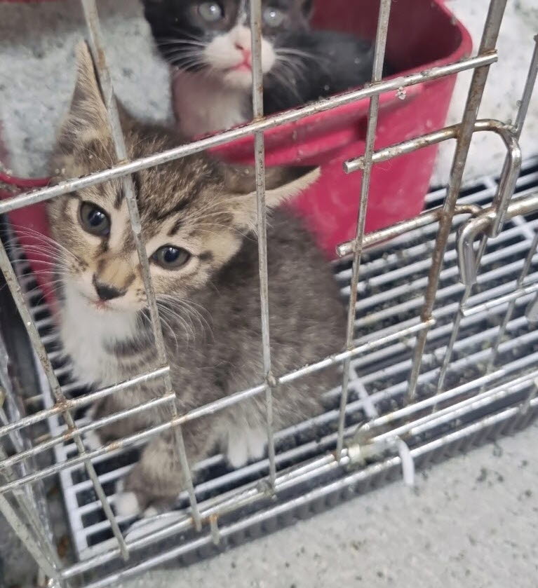 아산동물복지지원센터_444452202301240