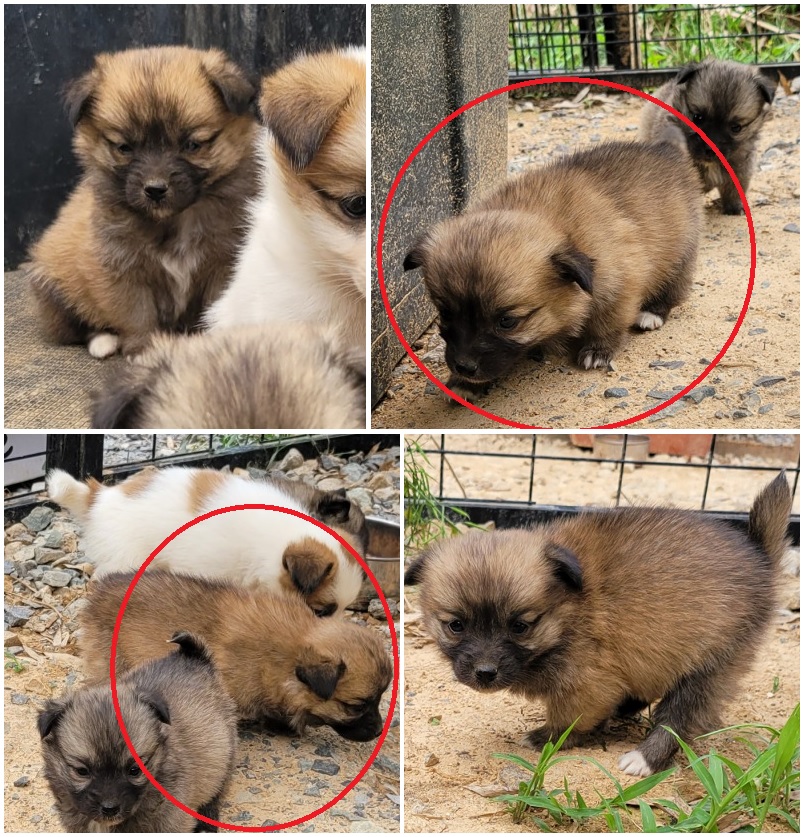무안군유기동물보호소_446495202300135