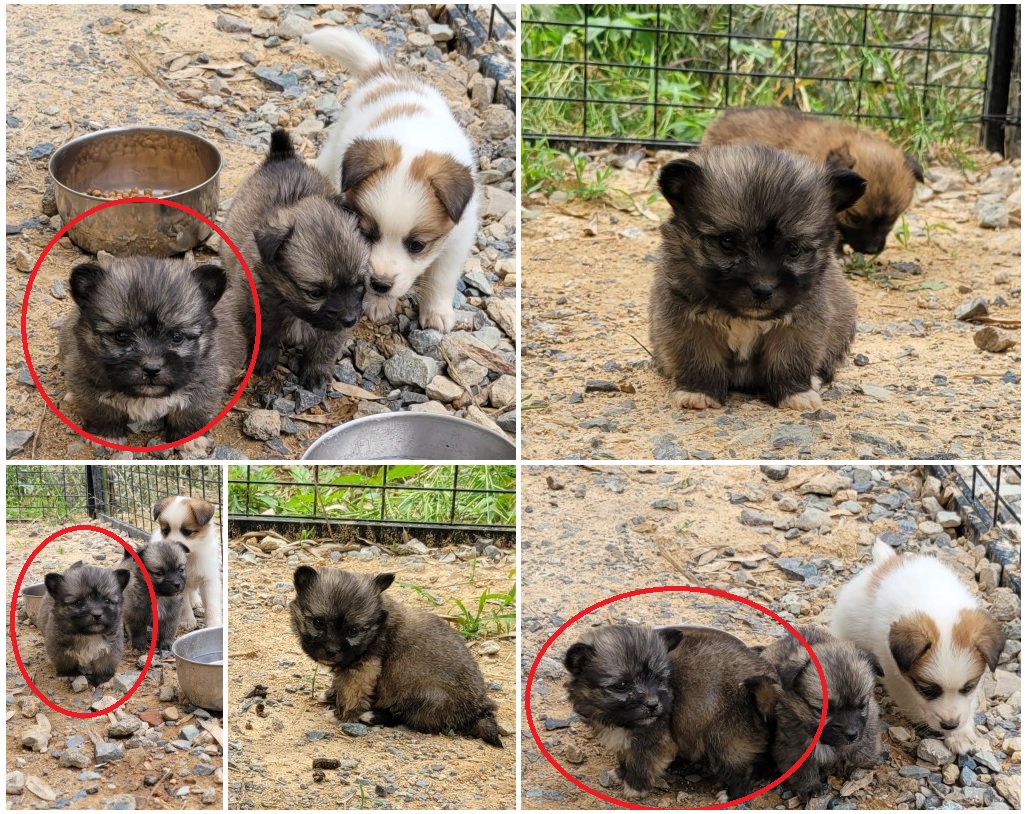 무안군유기동물보호소_446495202300136