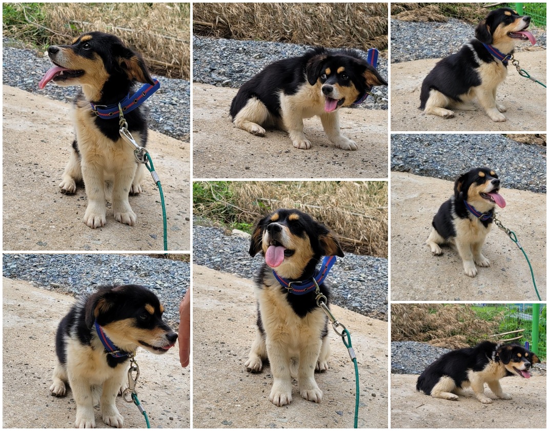 무안군유기동물보호소_446495202300138