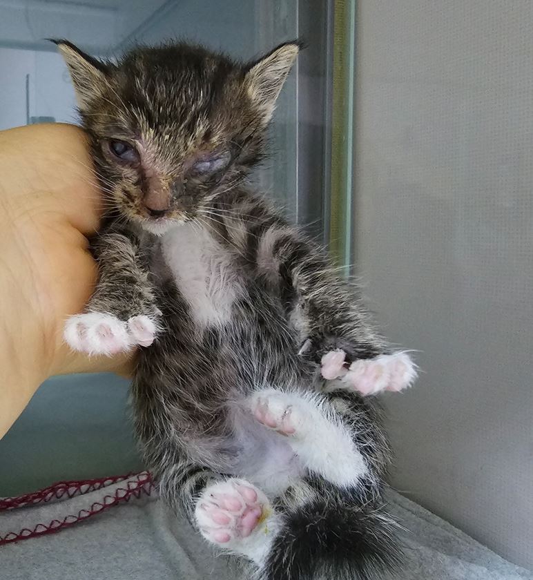 보령길고양이보호협회_444451202300549