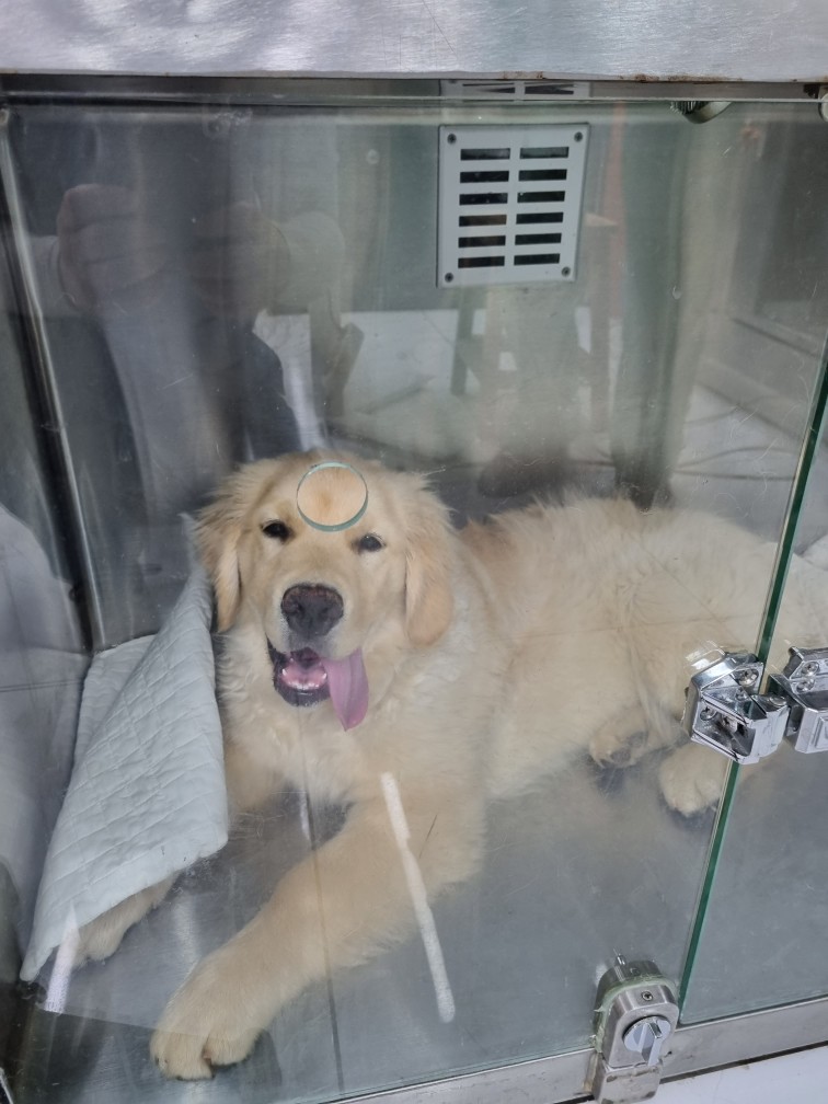 신공항동물병원_428349202300479