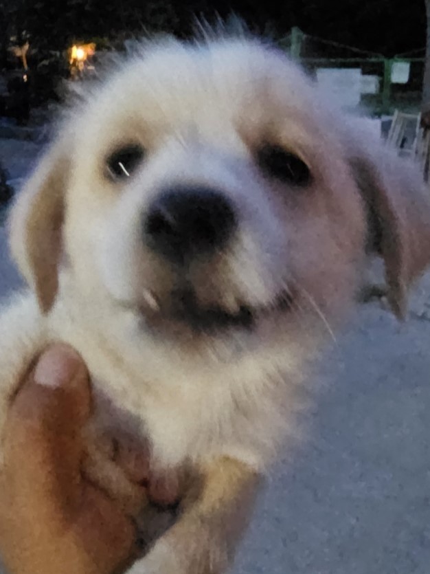 밀양시동물보호센터_448536202301281