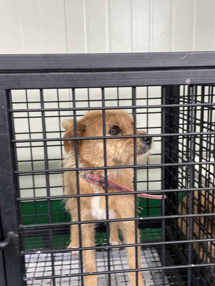 공주시 동물보호소_444450202300395