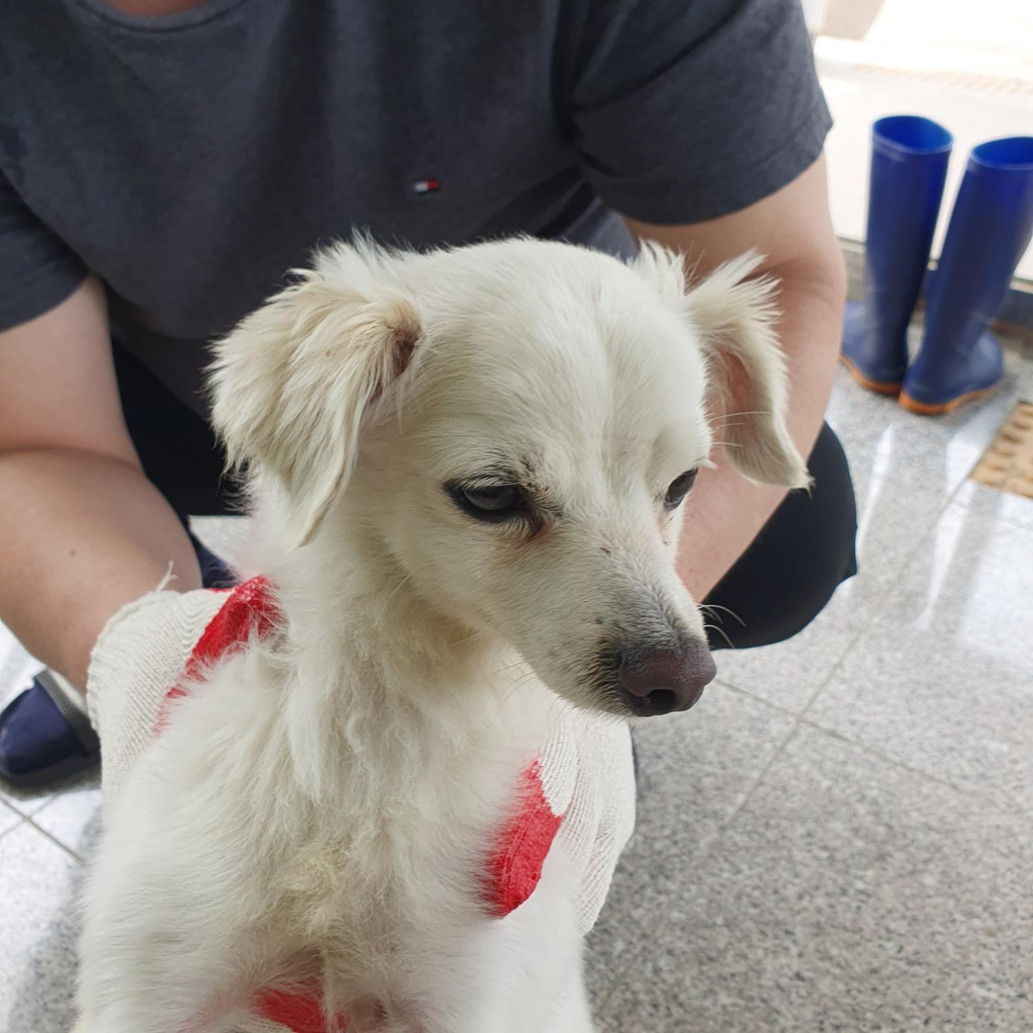 구미시 동물보호센터_447508202300729