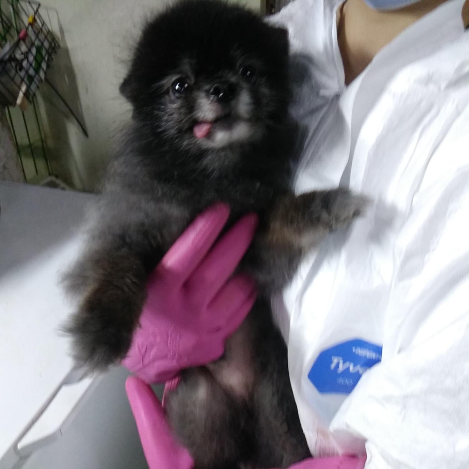 인천광역시수의사회_428353202300735