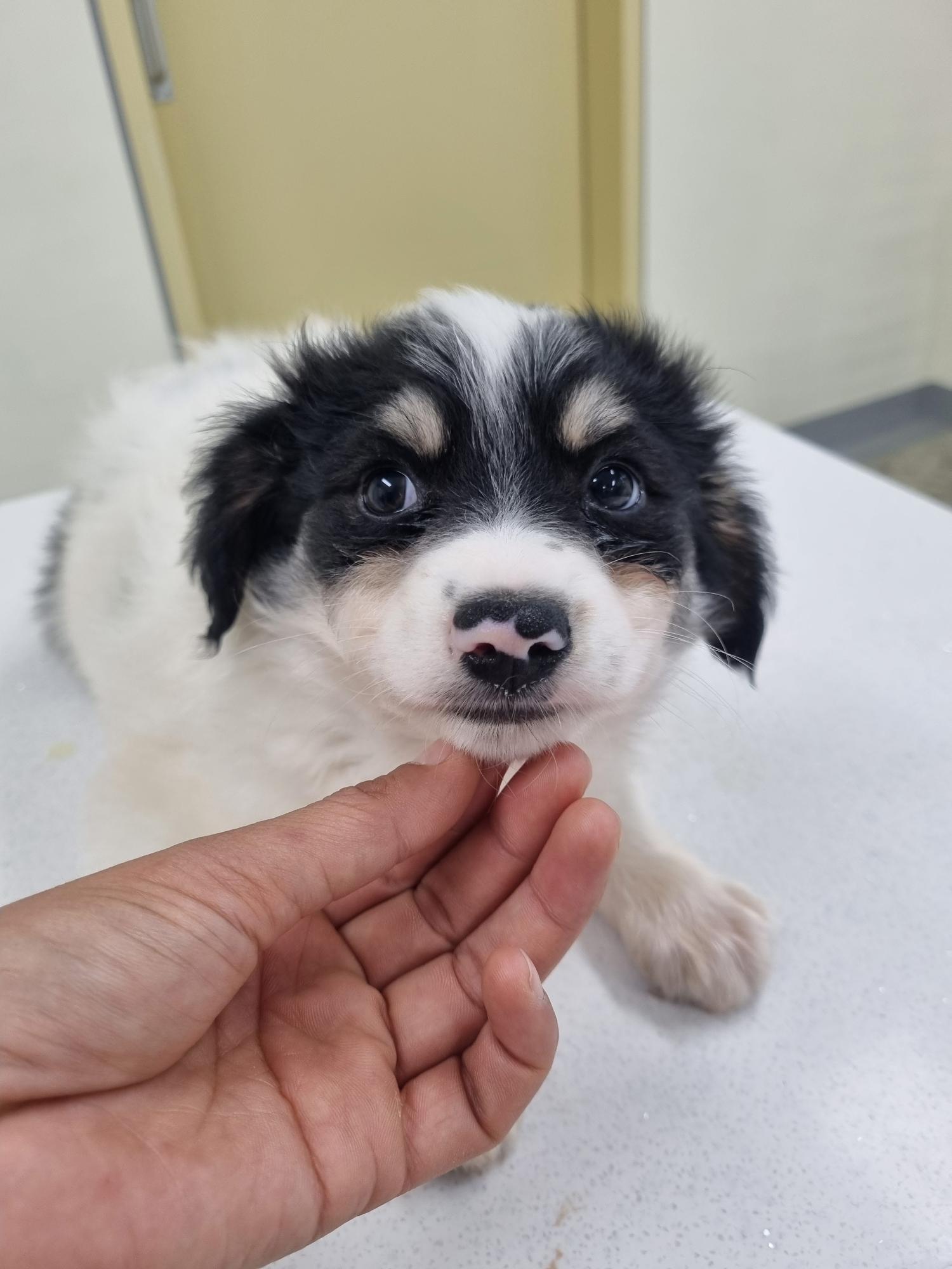 아산동물복지지원센터_444452202301252