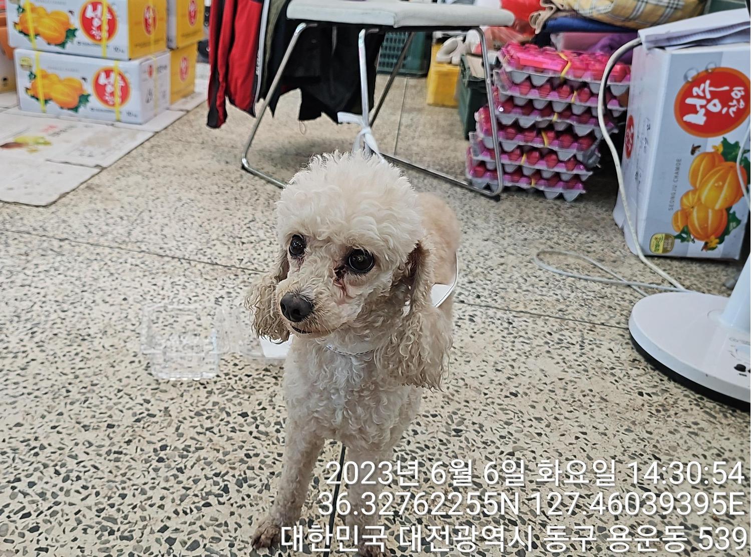 대전동물보호센터_430364202300183
