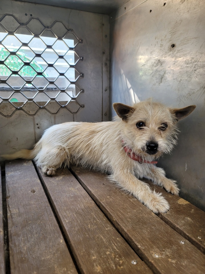 괴산증평동물보호센터_443446202300229