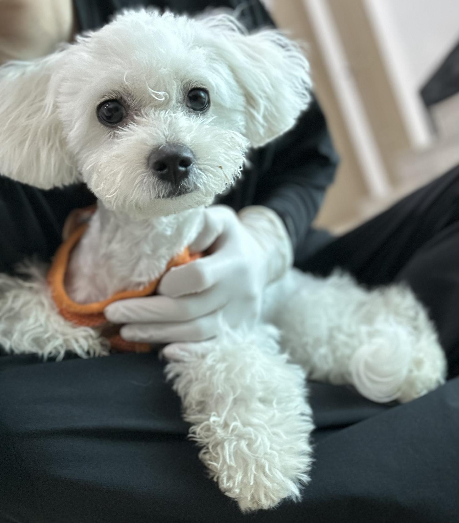 반려동물보호센터_443571202301720