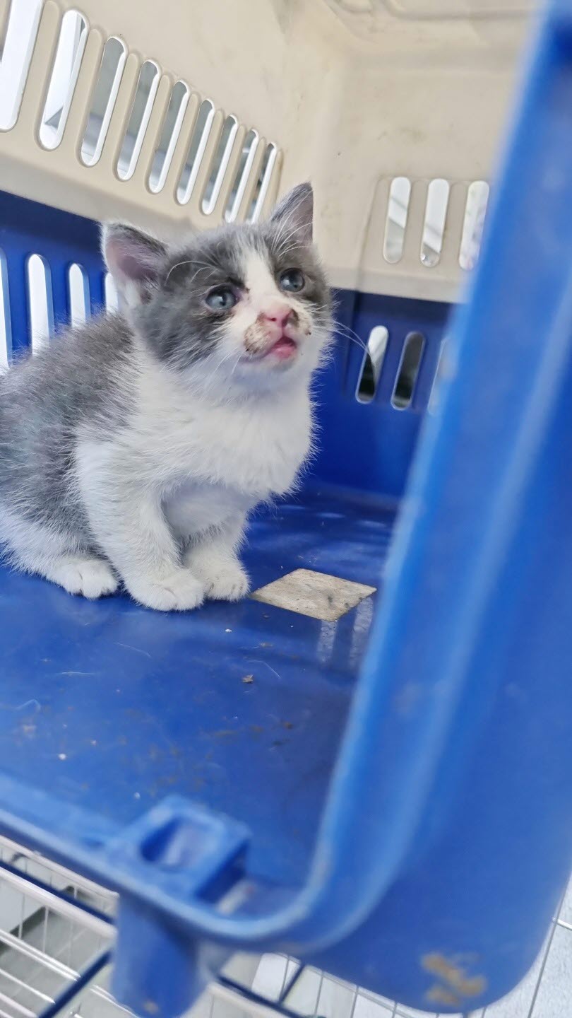 아산동물복지지원센터_444452202301258