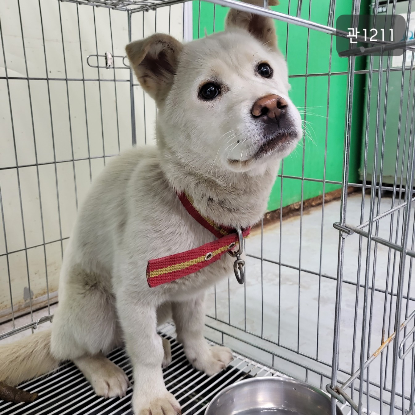 고양시동물보호센터_441394202301211