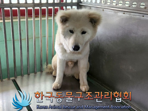 한국동물구조관리협회_441409202300918