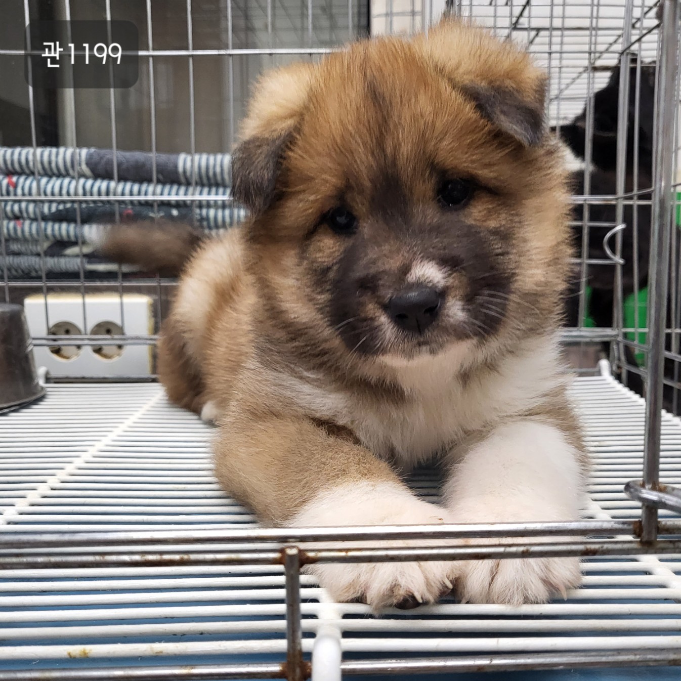 고양시동물보호센터_441394202301199